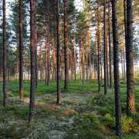 Mange opplever at de blir mindre stresset når de kommer seg ut i naturen. Å oppholde seg i grønne omgivelser viser seg å gi et redusert stressnivå.
